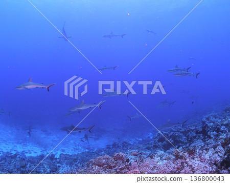 A school of grey reef sharks swimming in the clear blue waters of Tahiti - a spectacular underwater scene 136800043