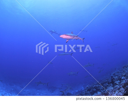 A school of grey reef sharks swimming in the clear blue waters of Tahiti - a spectacular underwater scene A school of grey reef sharks swimming in the clear blue waters of Tahiti - a spectacular underwater scene 136800045