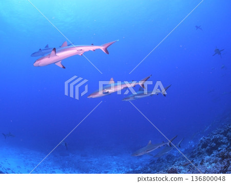 A school of grey reef sharks swimming in the clear blue waters of Tahiti - a spectacular underwater scene A school of grey reef sharks swimming in the clear blue waters of Tahiti - a spectacular underwater scene 136800048