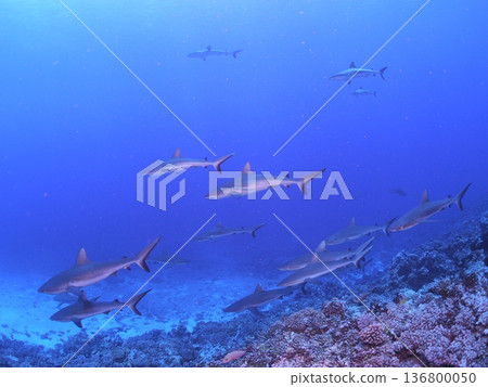 A school of grey reef sharks swimming in the clear blue waters of Tahiti - a spectacular underwater scene A school of grey reef sharks swimming in the clear blue waters of Tahiti - a spectacular underwater scene 136800050