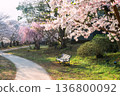 chair by footpath with cherry blossom in Ureshino onsen, Saga 136800092