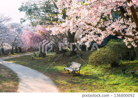 chair by footpath with cherry blossom in Ureshino onsen, Saga chair by footpath with cherry blossom in Ureshino onsen, Saga 136800092
