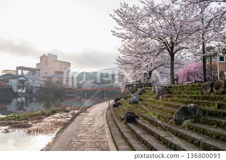 Ureshino Onsen Park with colorful cherry blossom in spring Ureshino Onsen Park with colorful cherry blossom in spring 136800093
