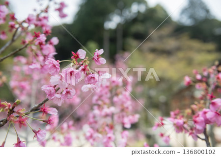pink sakura cherry blossom at Homangu Kamado shrine, Dazaifu pink sakura cherry blossom at Homangu Kamado shrine, Dazaifu 136800102