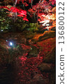 Fallen maple leaf on pond of fall night illumination, Hogonin, Arashiyama 136800122