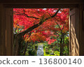 path along red maple leaf tunnel of Ryoan-ji temple in autumn, Kyoto 136800140