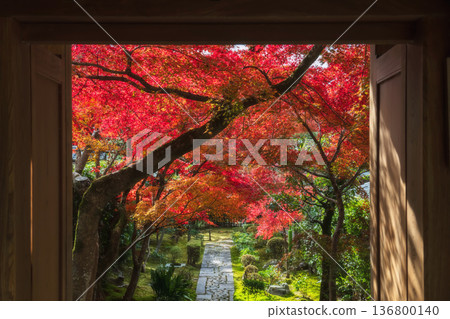 path along red maple leaf tunnel of Ryoan-ji temple in autumn, Kyoto path along red maple leaf tunnel of Ryoan-ji temple in autumn, Kyoto 136800140