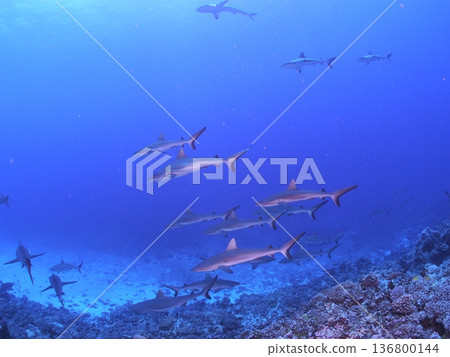 A school of grey reef sharks swimming in the clear blue waters of Tahiti - a spectacular underwater scene A school of grey reef sharks swimming in the clear blue waters of Tahiti - a spectacular underwater scene 136800144