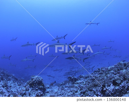 A school of grey reef sharks swimming in the clear blue waters of Tahiti - a spectacular underwater scene A school of grey reef sharks swimming in the clear blue waters of Tahiti - a spectacular underwater scene 136800148