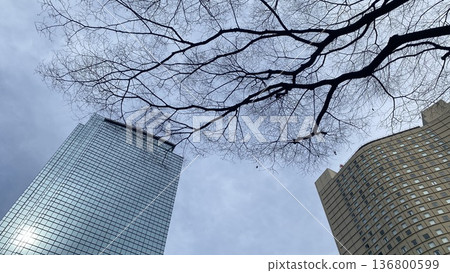 透過樹木的縫隙可以看到新宿的建築。 136800599