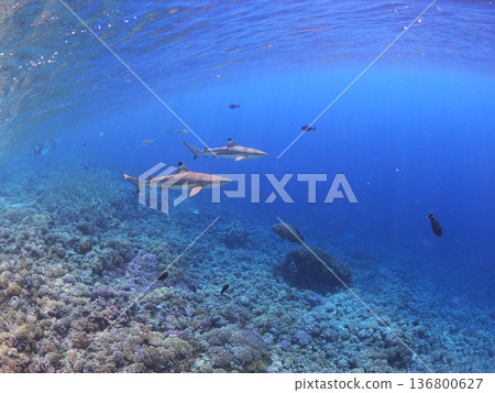 Vivid coral reefs and black tip sharks in the shallow waters of Tahiti. Clear blue waters. Snorkeling image. 136800627
