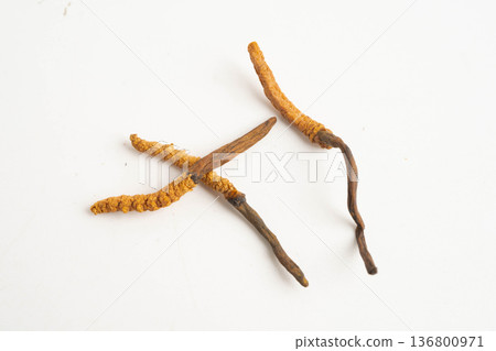 Cordyceps sinensis or Ophiocordyceps sinensis isolated on white background, mushroom herb treatment medicine. 136800971
