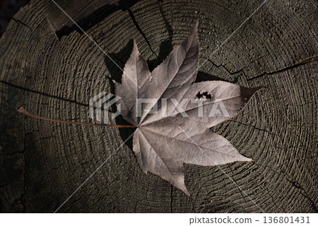 Maple leaves on a stump 136801431