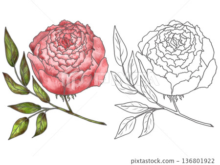 Coloring page of a peony with leaves.  136801922