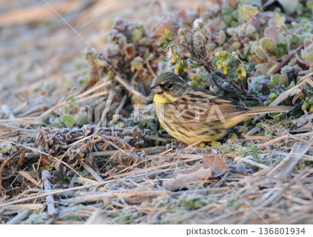 A frosty morning. Dawn on a midwinter meadow. A frosty morning. Dawn on a midwinter meadow. 136801934