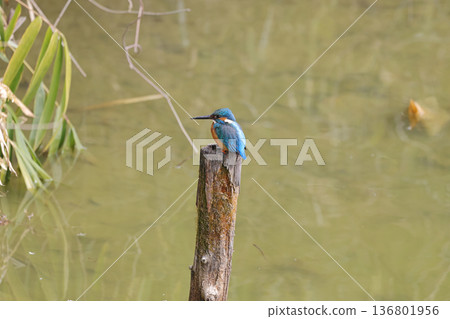 Kingfishers seen in Tennoji Park 136801956