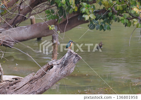 Kingfishers seen in Tennoji Park 136801958