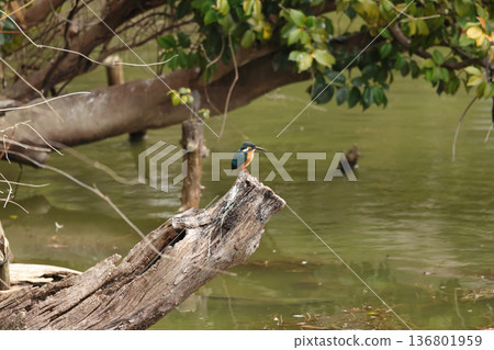 Kingfishers seen in Tennoji Park 136801959