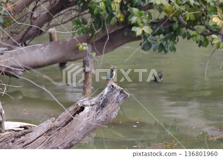 Kingfishers seen in Tennoji Park 136801960