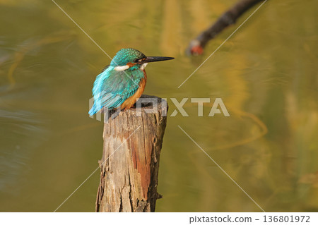 天王寺公園可見翠鳥 天王寺公園可見翠鳥 136801972