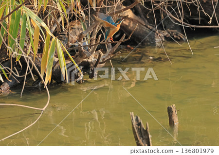 Kingfishers seen in Tennoji Park Kingfishers seen in Tennoji Park 136801979