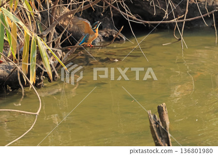 Kingfishers seen in Tennoji Park Kingfishers seen in Tennoji Park 136801980