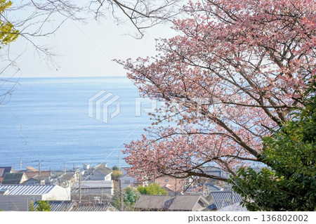 櫻花和大海 櫻花和大海 136802002
