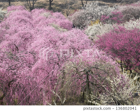 Spring scenery of a plum grove in full bloom spreading across the slopes at Inabe City Agricultural Park in Mie Prefecture Spring scenery of a plum grove in full bloom spreading across the slopes at Inabe City Agricultural Park in Mie Prefecture 136802041