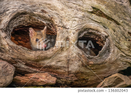 Portrait of a wild Spotted Quoll looking out from a hole in a fallen tree in Tasmania, Australia Portrait of a wild Spotted Quoll looking out from a hole in a fallen tree in Tasmania, Australia 136802043