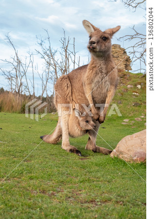 Close up of a wild Kangaroo with a baby in its pouch in Tasmania, Australia 136802044