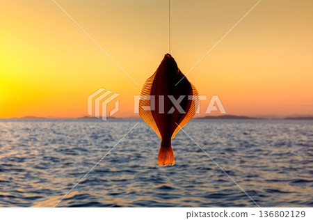 Flounder fish over the sea at sunset. 136802129