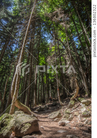 Climbing a rocky slope with trees 136802322