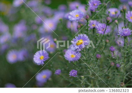 Lilac Chrysanthemums In The Garden 136802323