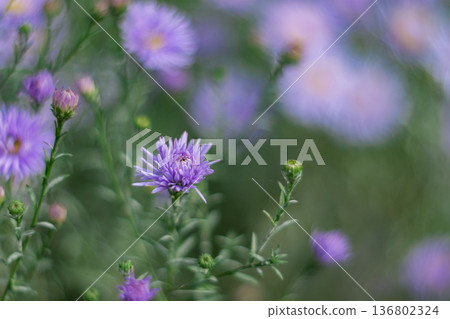 Lilac Chrysanthemums In The Garden 136802324