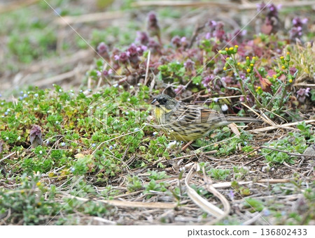 A midwinter morning. The nose of the dead nettle blooms after a cold winter night. A midwinter morning. The nose of the dead nettle blooms after a cold winter night. 136802433
