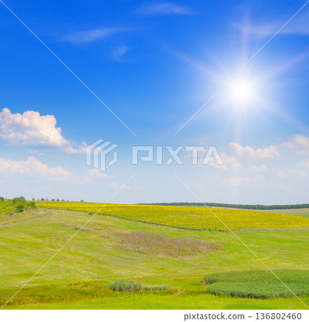 Sunny Rural Landscape with Green Hills and Sunflower Field 136802460