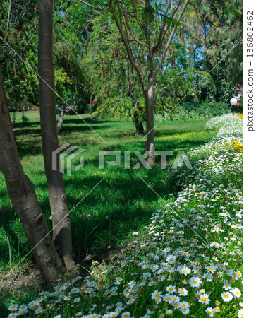 Sunny Spring Garden with Blooming White Daisies and Lush Trees Sunny Spring Garden with Blooming White Daisies and Lush Trees 136802462