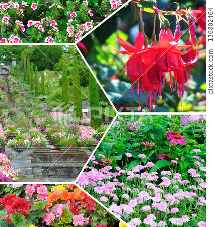 Colorful Flower Mosaic with Fuchsia, Begonias, and Botanical Park 136802464
