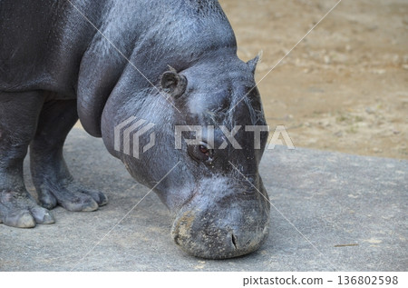 侏儒河馬 Choeropsis liberiensis 136802598