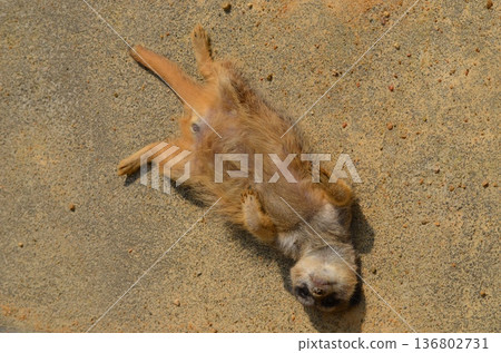 Meerkat Suricata suricatta Meerkat Suricata suricatta 136802731