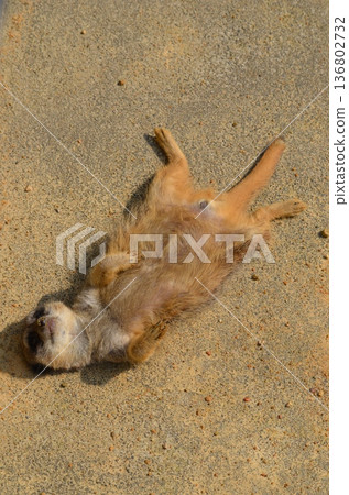 Meerkat Suricata suricatta Meerkat Suricata suricatta 136802732