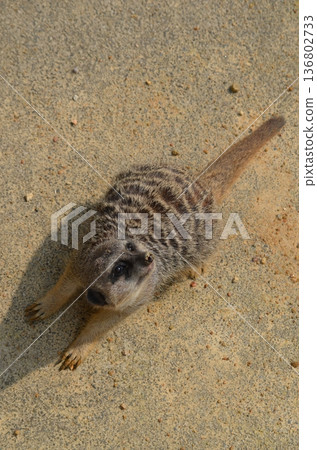 Meerkat Suricata suricatta Meerkat Suricata suricatta 136802733