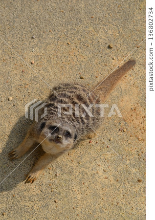 Meerkat Suricata suricatta Meerkat Suricata suricatta 136802734