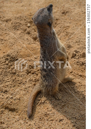 Meerkat Suricata suricatta Meerkat Suricata suricatta 136802737