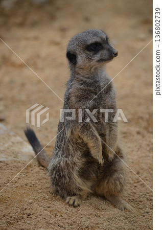 Meerkat Suricata suricatta 136802739