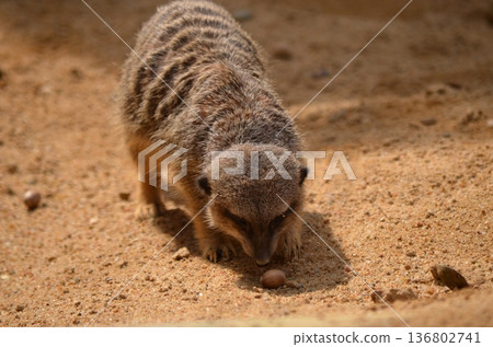 Meerkat Suricata suricatta 136802741