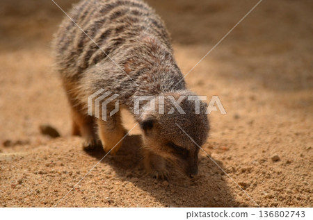 Meerkat Suricata suricatta 136802743