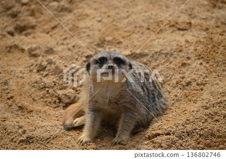 Meerkat Suricata suricatta 136802746