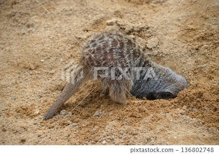 Meerkat Suricata suricatta Meerkat Suricata suricatta 136802748