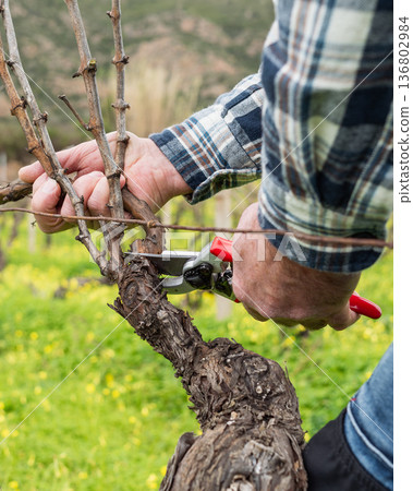 Farmer pruning the vine in winter. Agriculture. 136802984